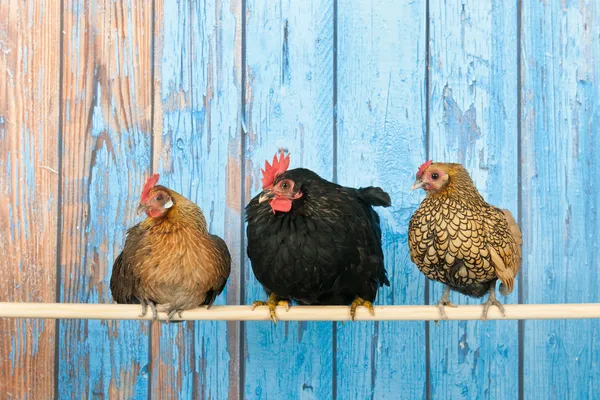 닭장에 있는 닭 — 스톡 사진