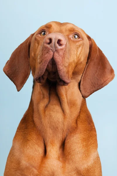 Hongrois ou Magyar Vizsla — Photo