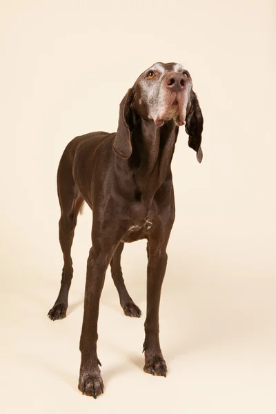 German shorthaired pointer — Stock Photo, Image