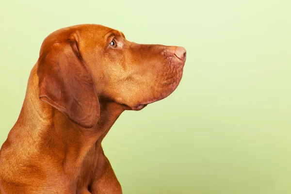 Hongaarse of magyar vizsla — Stockfoto