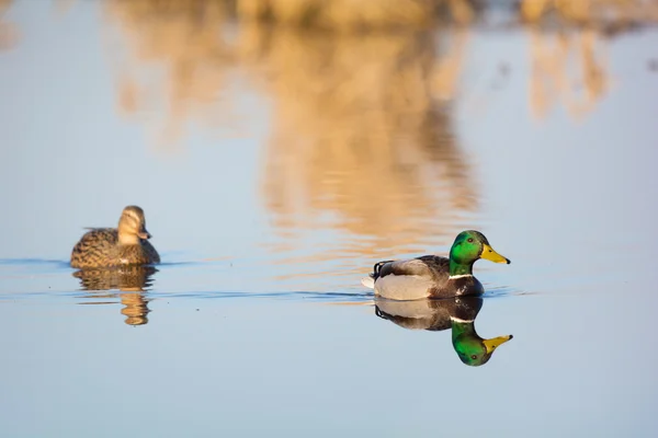 Couple mallards — Stock Photo, Image