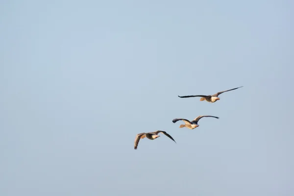 비행 gooses — 스톡 사진