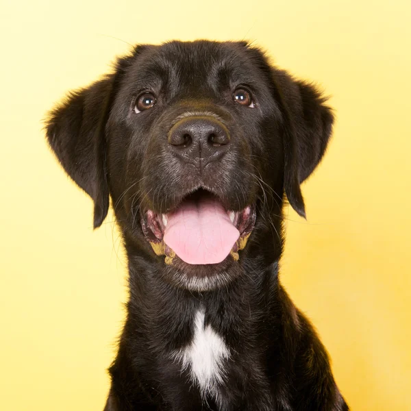 Cross breed dog portrait — Stock Photo, Image