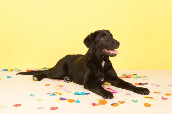 Cross ras hund om med konfetti — Stockfoto