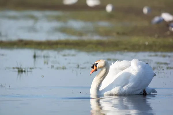 Cisne mudo branco — Fotografia de Stock