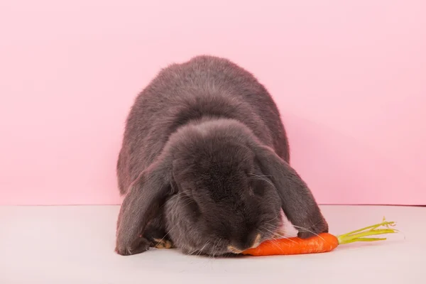 Французька lop їдять моркву — стокове фото