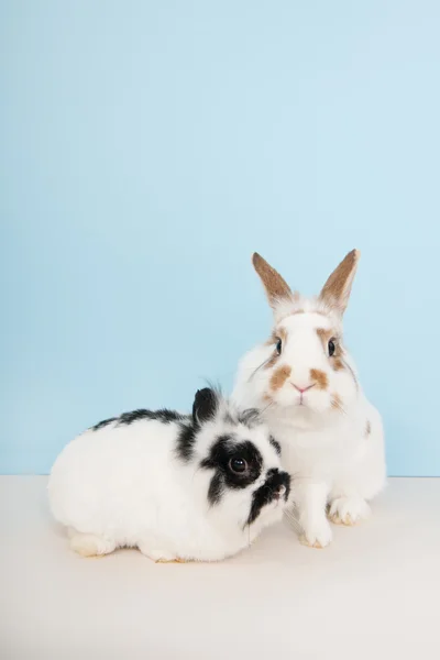 Dois coelhos no fundo azul — Fotografia de Stock