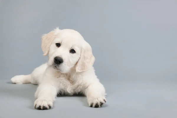 Puppy golden retreiver — Stock Photo, Image