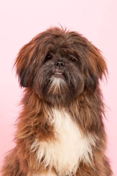 Porträt laso apso — Stockfoto