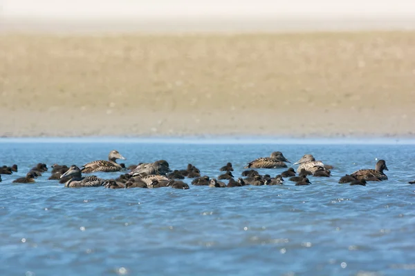 Female common eider with goslings — Stock Photo, Image