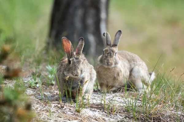 Avrupa tavşan — Stok fotoğraf