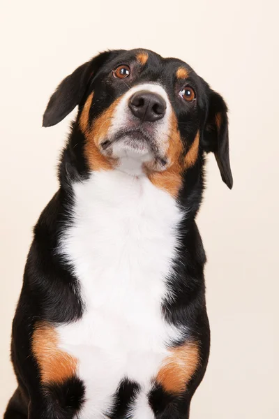 Portrét sennen hund — Stock fotografie