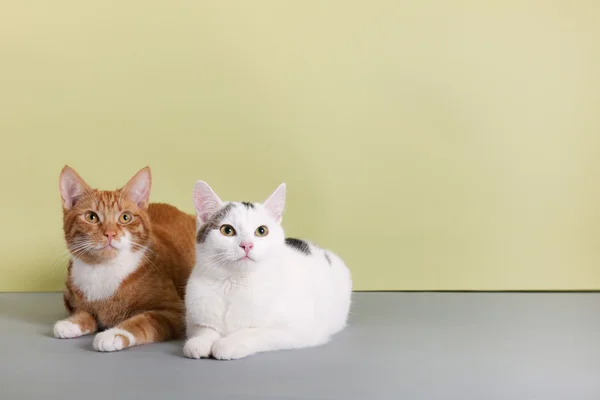 Rote und weiße Katze — Stockfoto