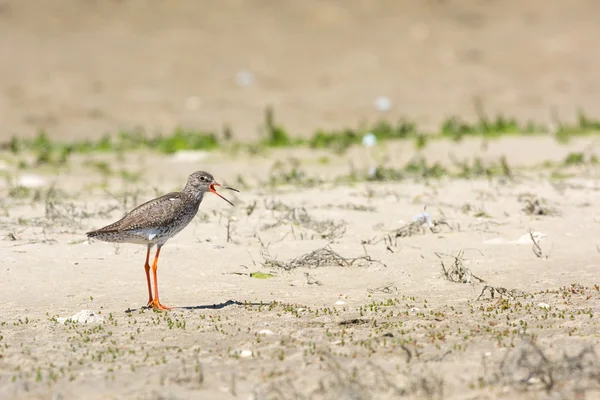 Ortak redshank — Stok fotoğraf