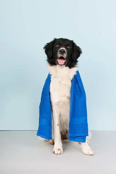 Dog ready for the health club — Stock Photo, Image