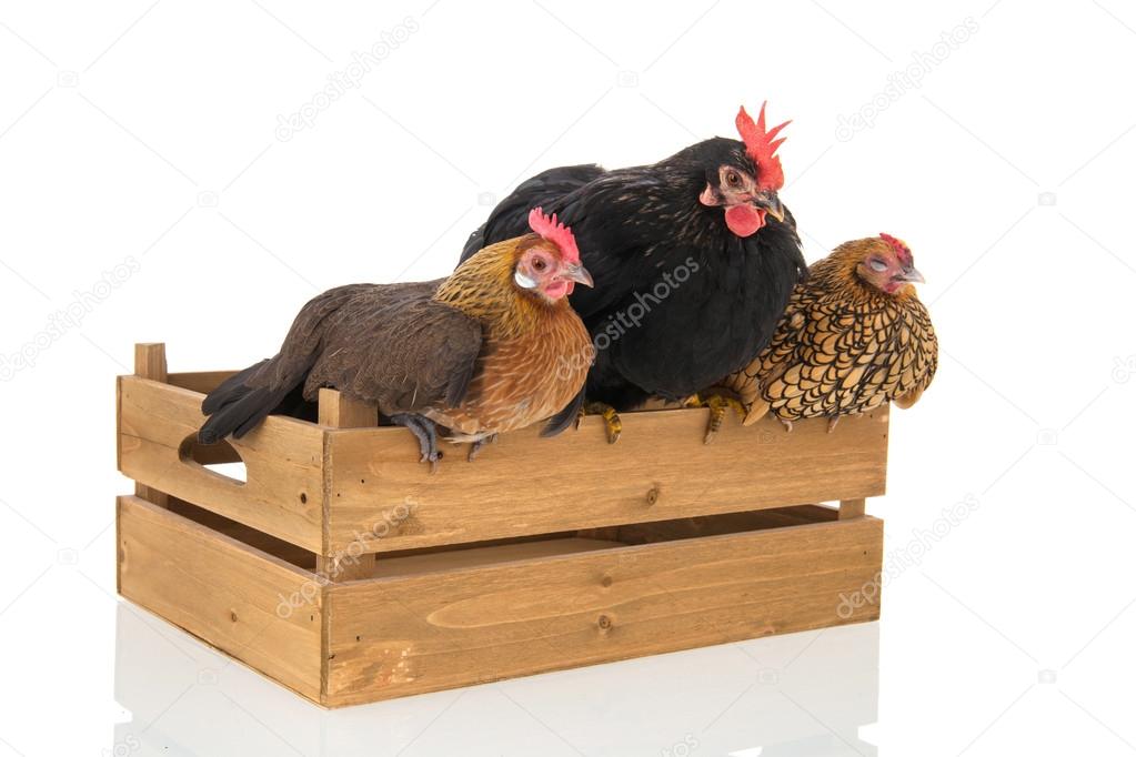 Chickens on wooden crate