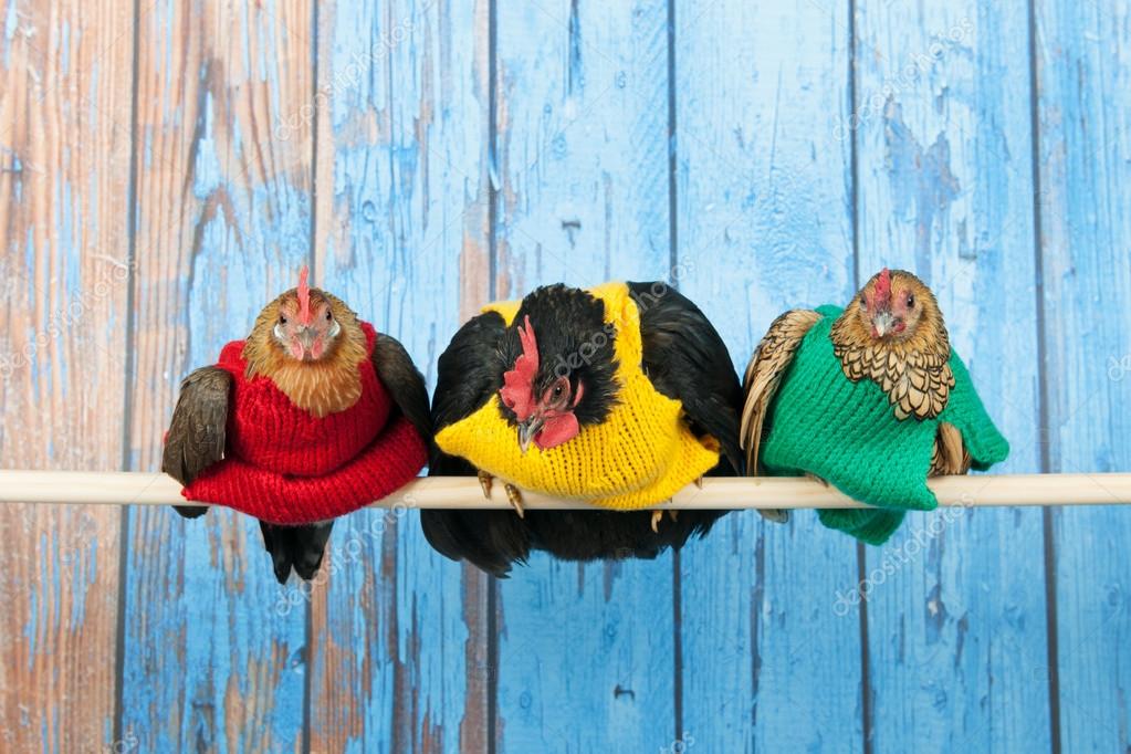 Chickens With Colorful Sweaters In Henhouse Stock Photo