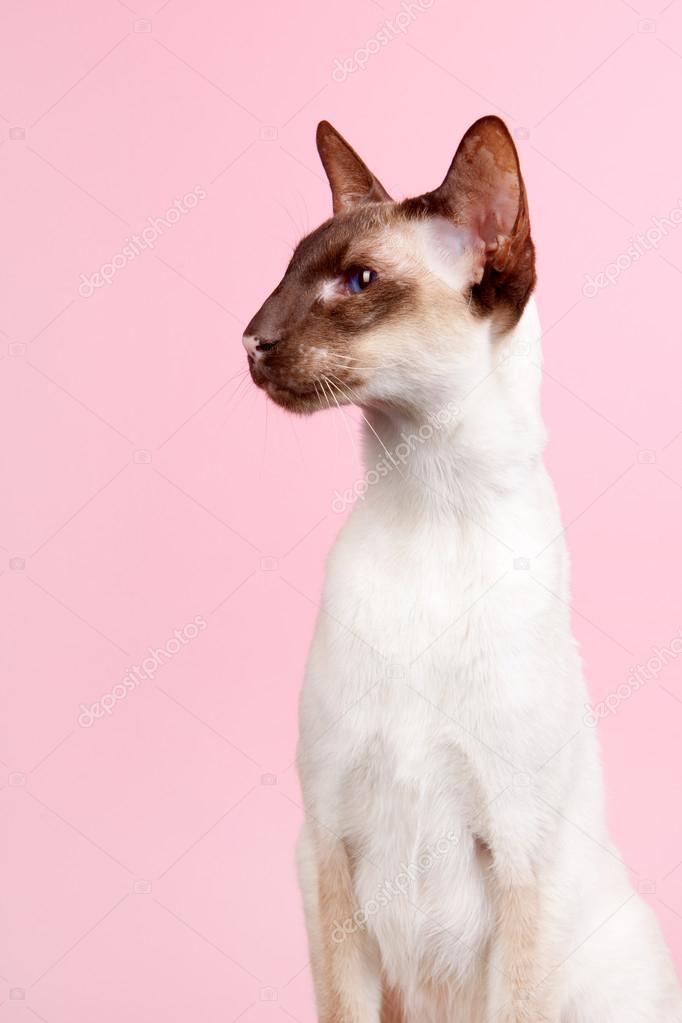 Gatto Siamese Foto Stock Ivonnewierink 42488009