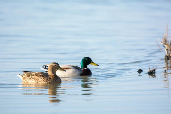 Couple wild mallard ducks — Stock Photo, Image