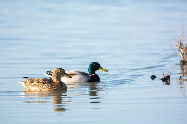 Par vild gräsand ankor — Stockfoto