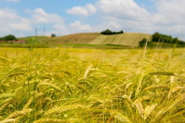 Mezőgazdasági táj, Franciaország — Stock Fotó