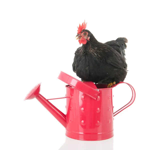 Black chicken on pink watering can — Stock Photo, Image