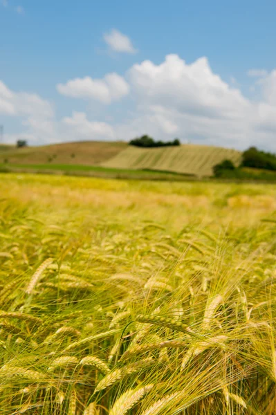 Agricultural landscape in France — Stock Photo, Image