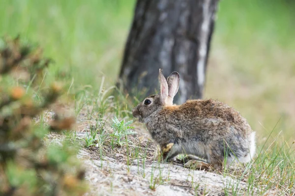 Lapin européen — Photo