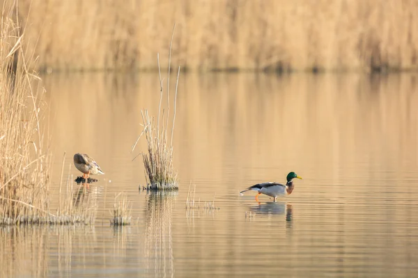 Çift vahşi yeşilbaş ördekler — Stok fotoğraf