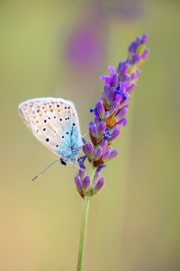 Fransız lavanta kelebek