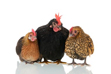 Chickens isolated over white background clipart
