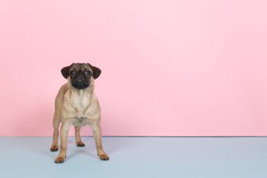 mavi ve pembe köpek pug