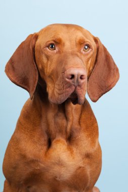 Macar veya magyar vizsla