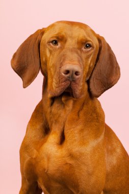 Macar veya magyar vizsla