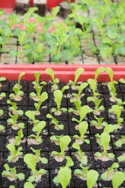 Genç meyve bitkiler