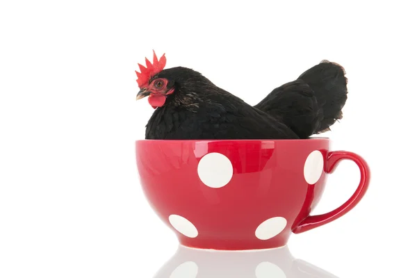 Pollo en un bol de sopa — Foto de Stock