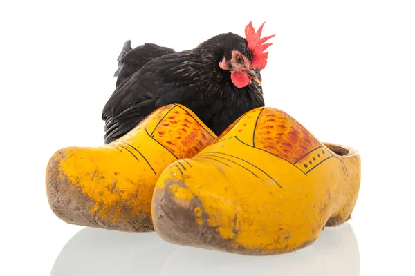 Chicken on Dutch wooden clogs — Stock Photo, Image