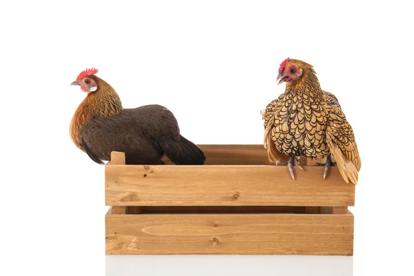 Kycklingar på trälåda — Stockfoto