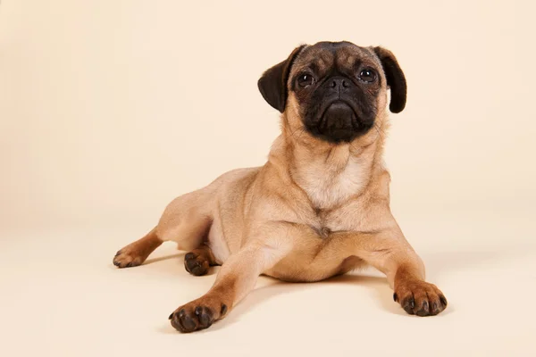 Valp pug på kräm bakgrund — Stockfoto