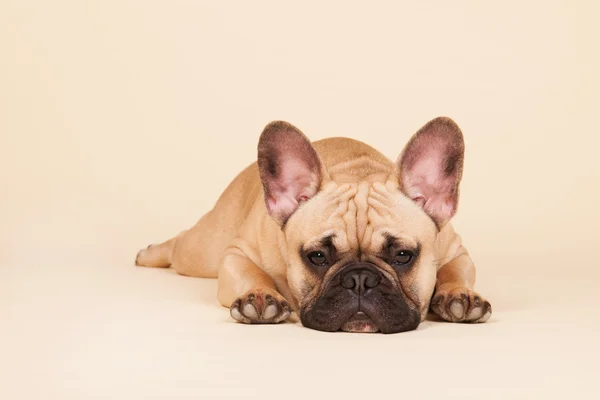 French bulldog — Stock Photo, Image