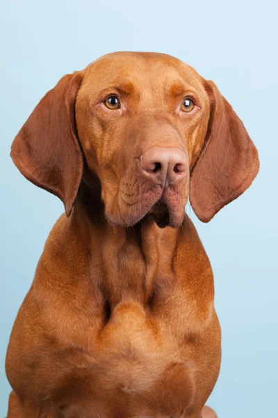 Maďarská nebo magyar vizsla — Stock fotografie