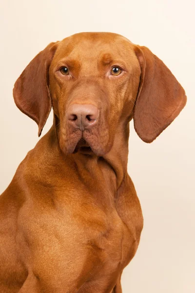 Maďarská nebo magyar vizsla — Stock fotografie