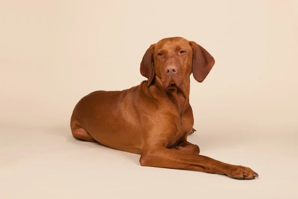 Maďarská nebo magyar vizsla — Stock fotografie