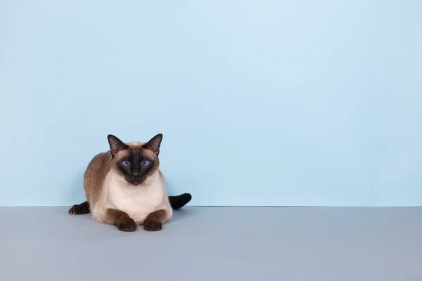 Gato siamês — Fotografia de Stock