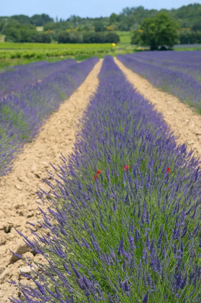 Lavender τους τομείς στη Γαλλία — Φωτογραφία Αρχείου