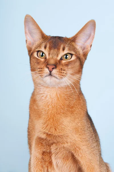阿比西尼亚猫 — 图库照片