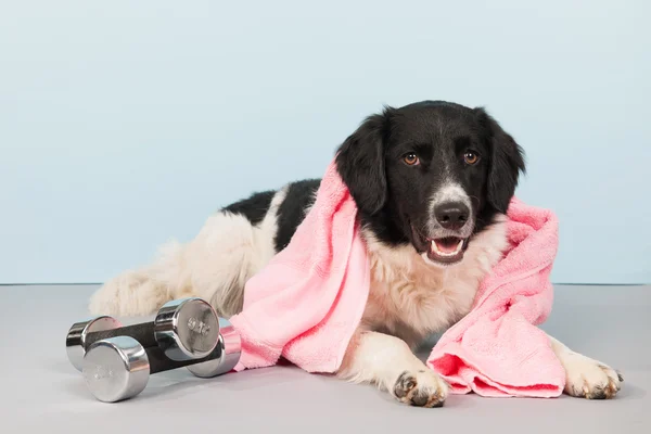 Dog with dumbbells and towel — Stock Photo, Image