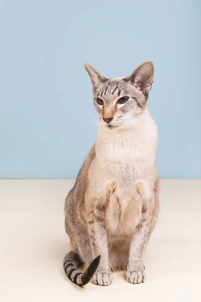 Siamese kat op grijze achtergrond — Stockfoto