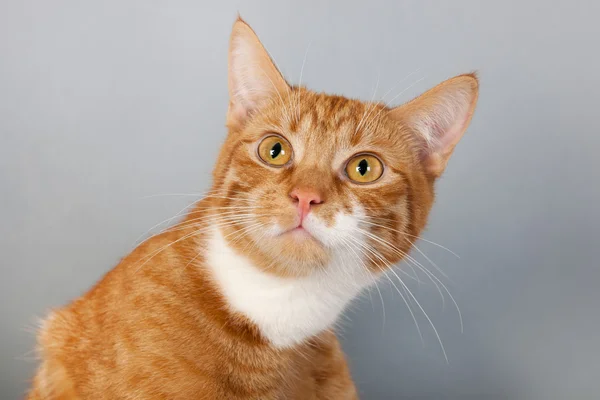 Rode Cyperse kat op grijze achtergrond — Stockfoto