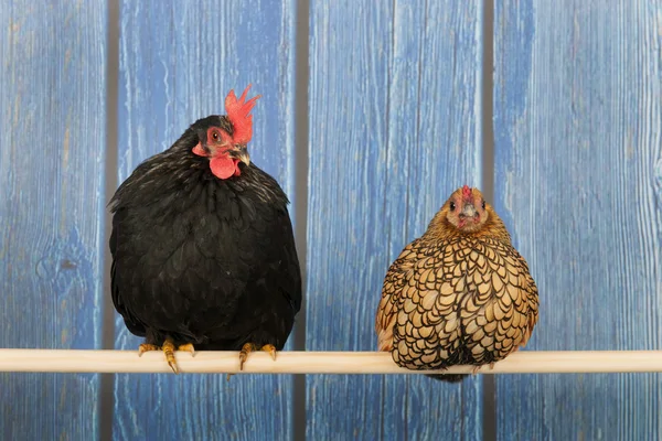 Chickens in henhouse — Stock Photo, Image